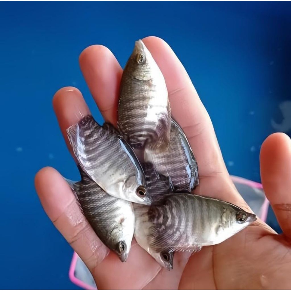 Bibit Gurame Soang Sehat dari Indukan Berkualitas