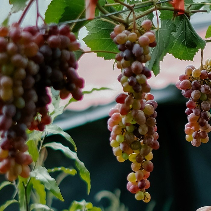 Bibit Anggur Jupiter Buah Lebat Dan Manis