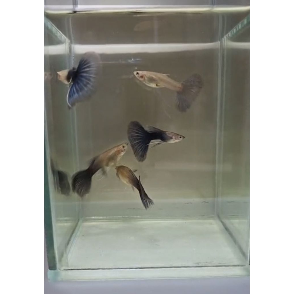 Soliter Akrilik Ikan Guppy HB Blue Ribbon & Normal