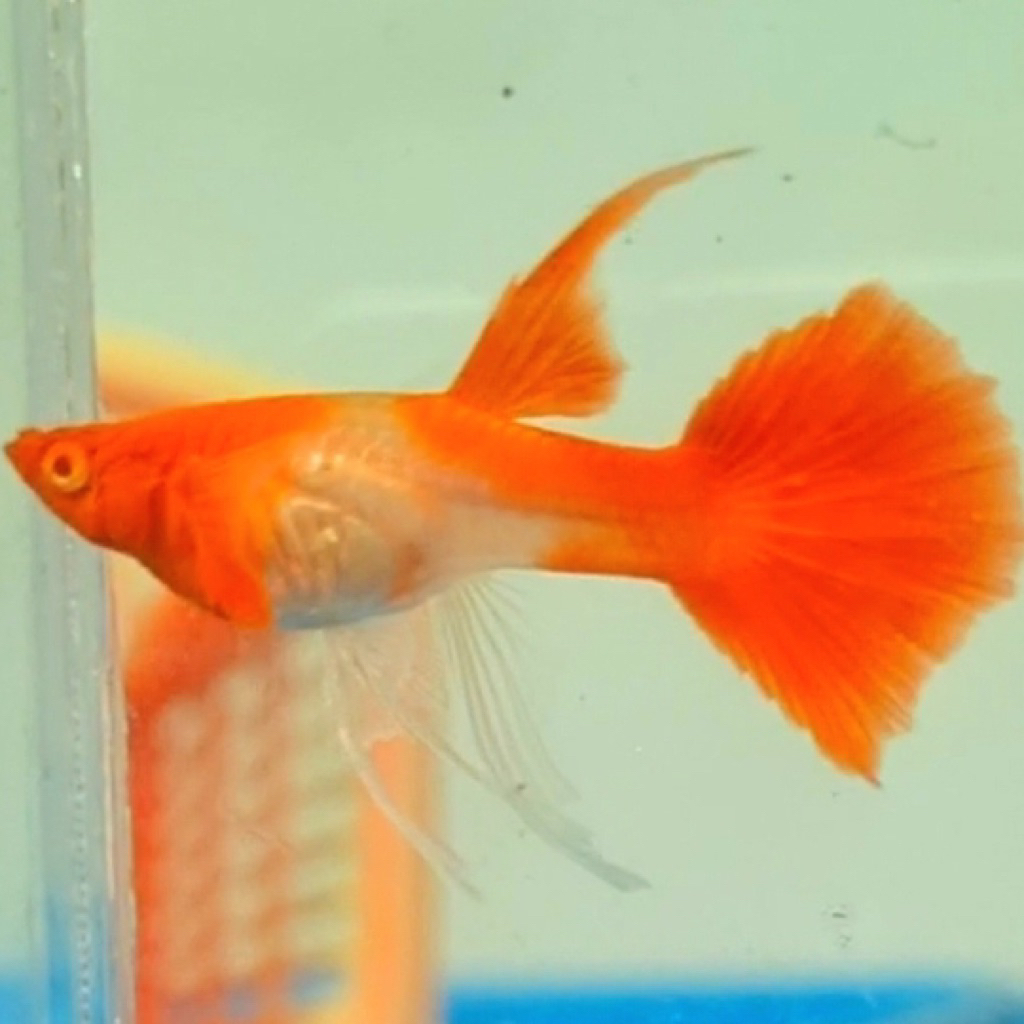 Guppy Albino Koi Ribbon Fin C gen Red Ear