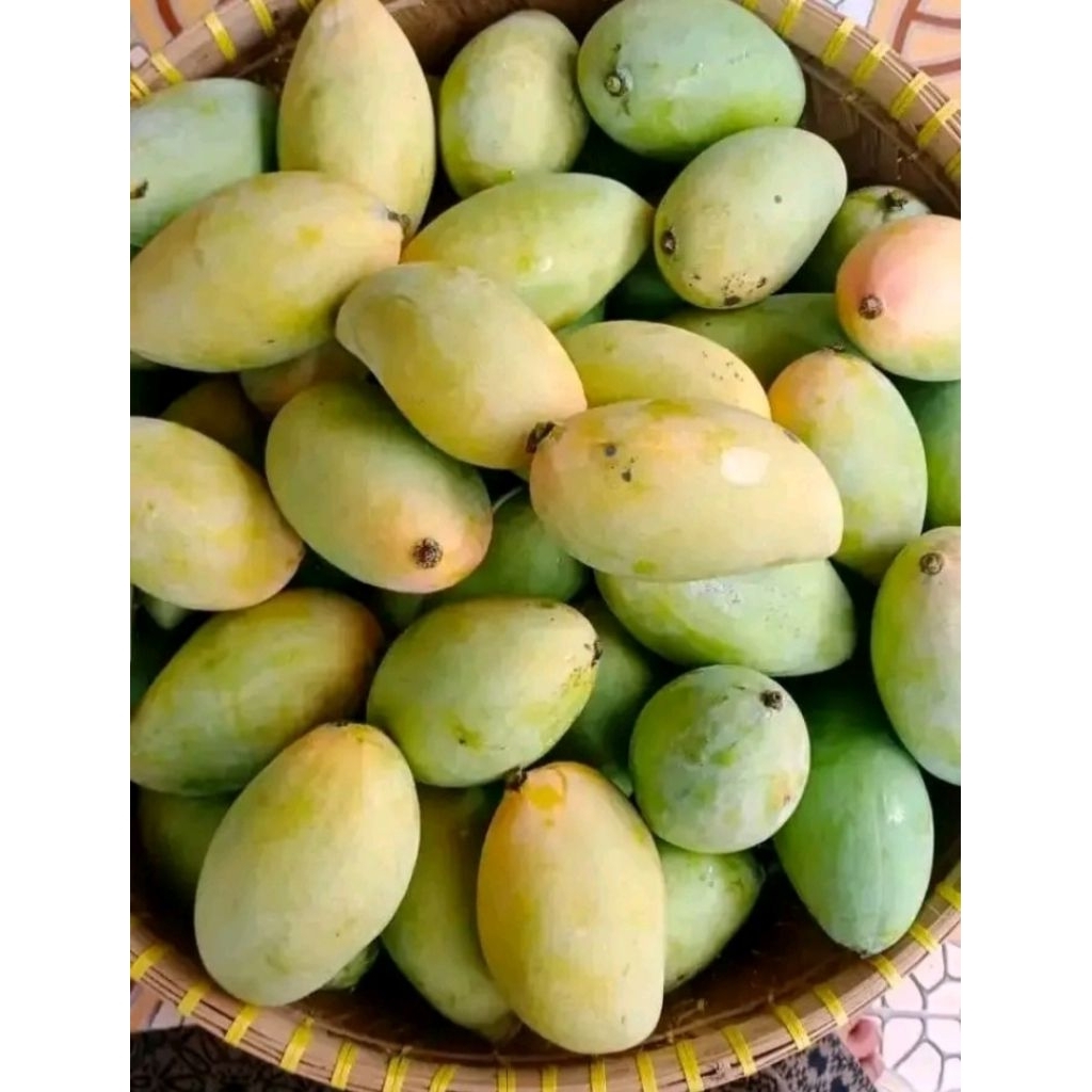 MANGGA GOLEK MADU 1KG 22,500  SEGAR