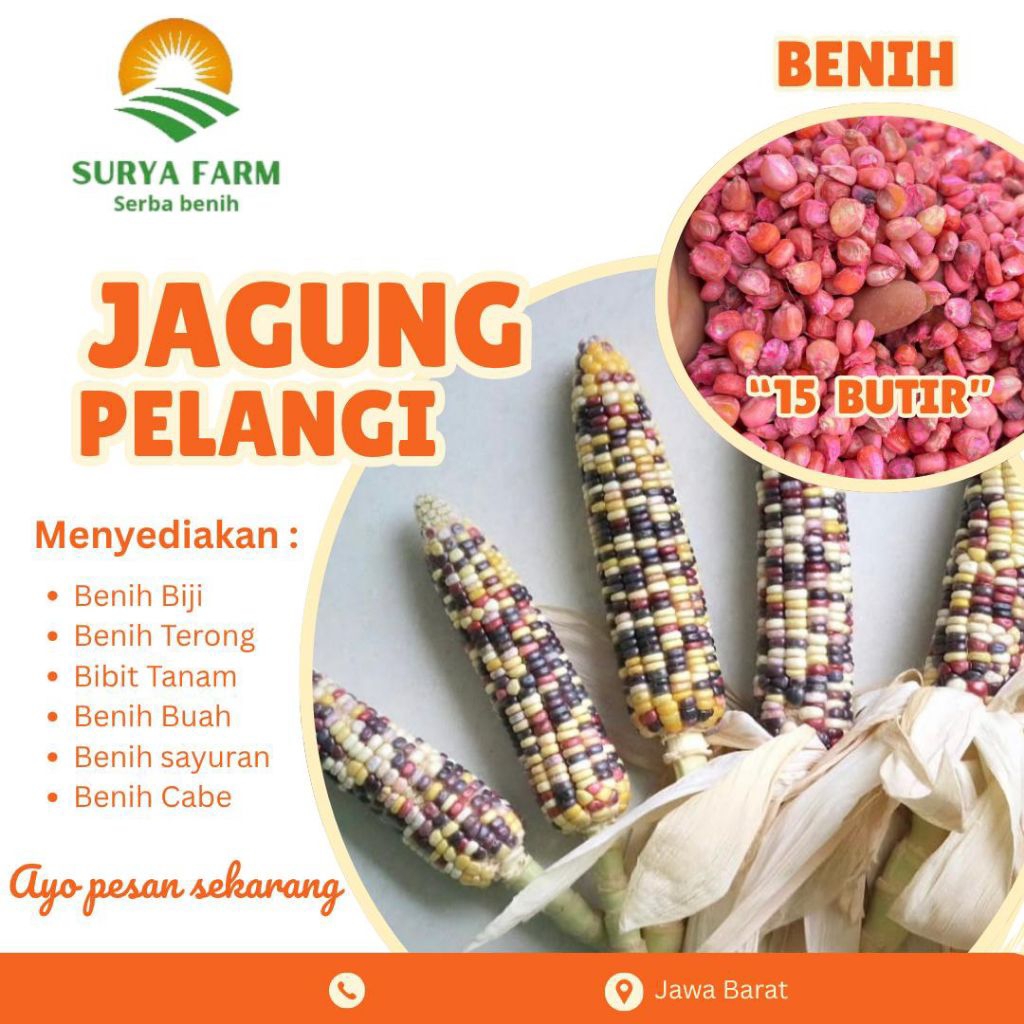 Benih Biji Jagung Pelangi Kemasan  /Bibit Jagung Pelangi 4 warna