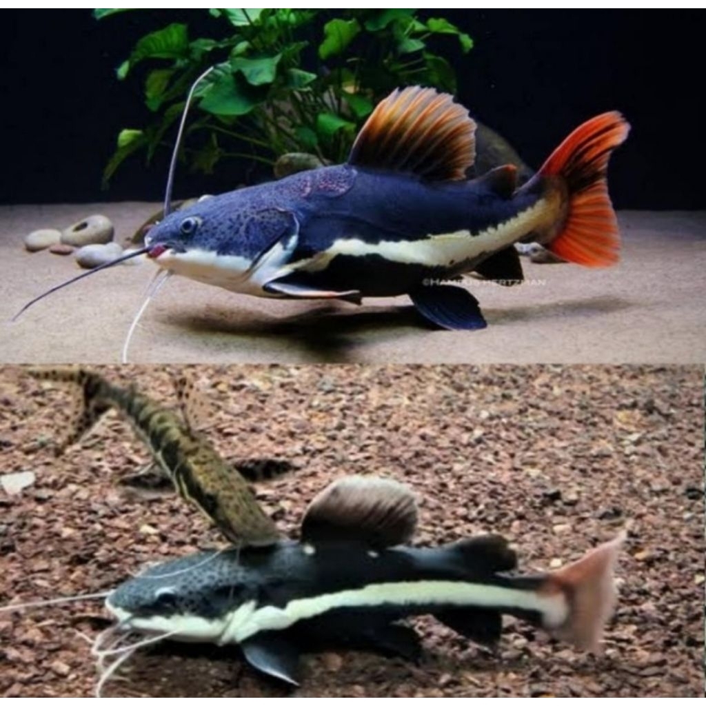Red Tail Catfish - Ikan Hias Aquarium