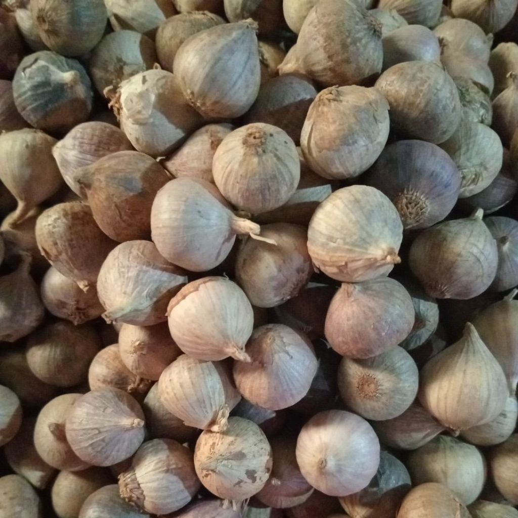 Bawang Lanang/ Bawang Tunggal ukuran kecil Kualitas Super Kemasan 100gr