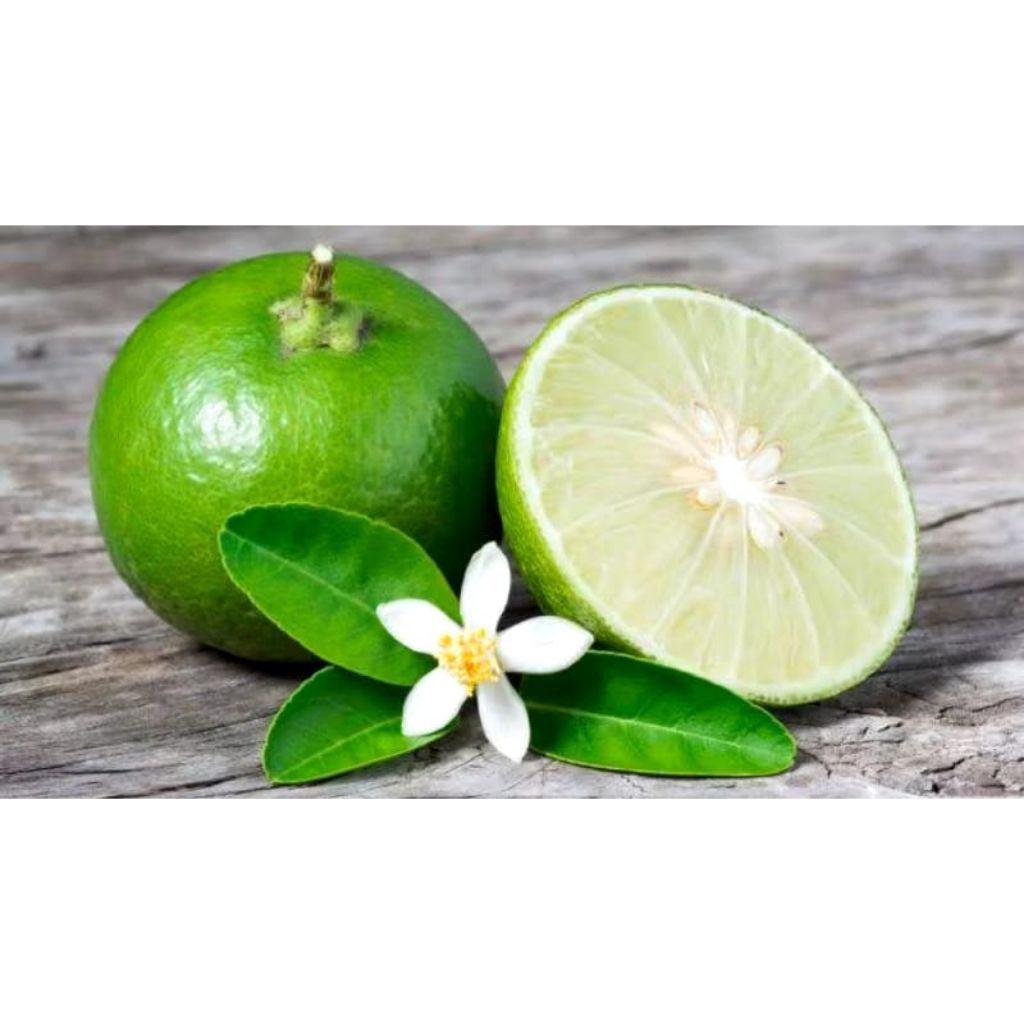 Bibit jeruk nipis sudah berbuah tanaman jeruk nipis super cangkok