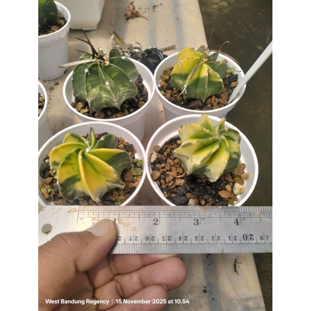 astrophytum capricorne variegata