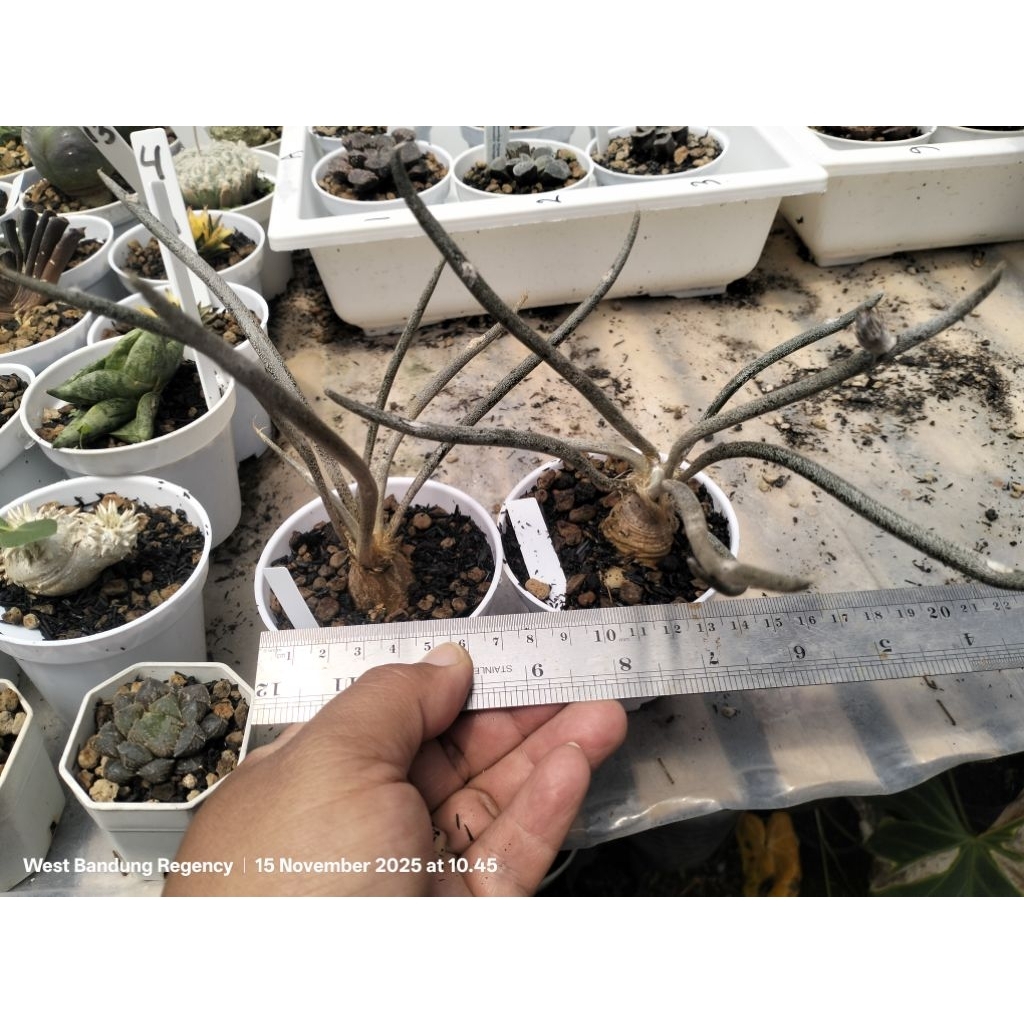 astrophytum caput medusae