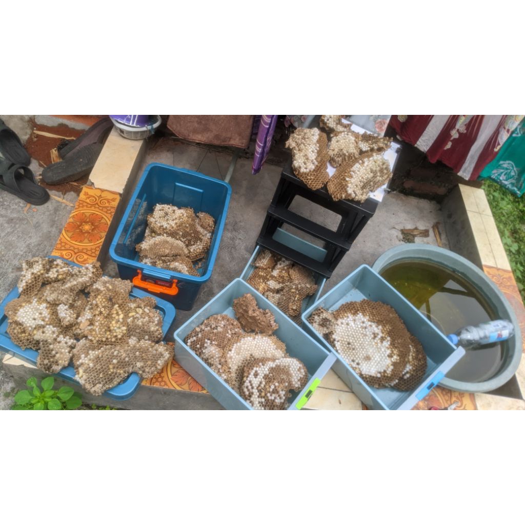 Larva tolo tawon isi 66 ekor