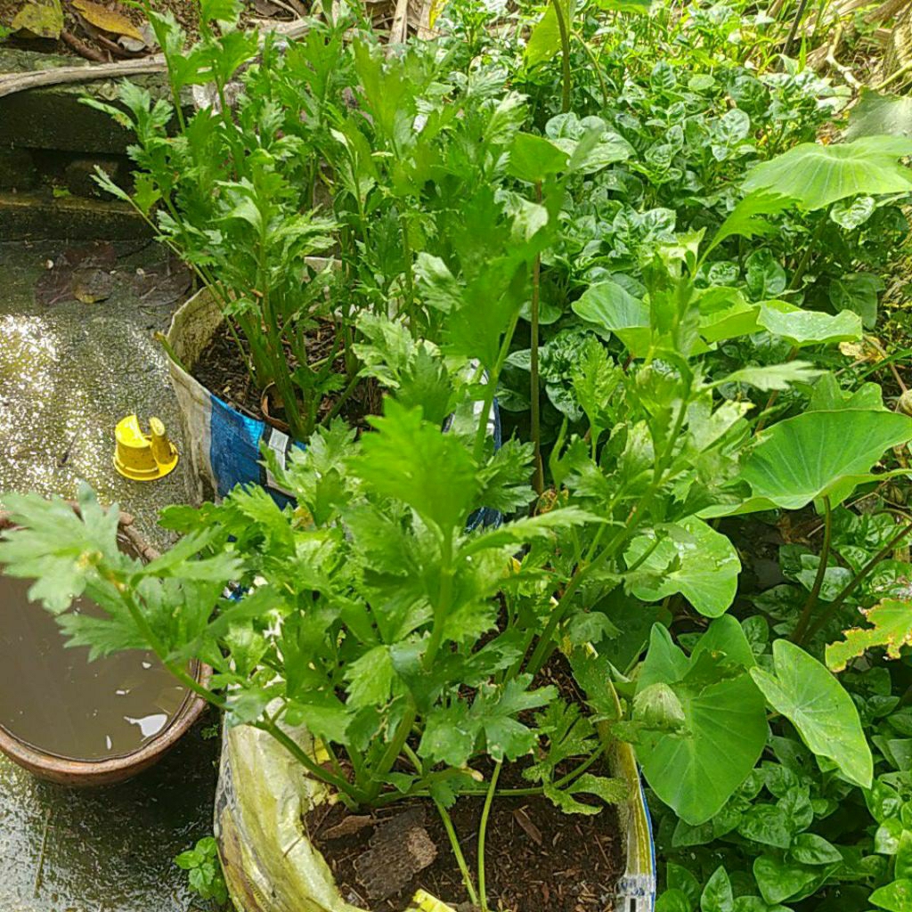 Tanaman Seledri Amigo