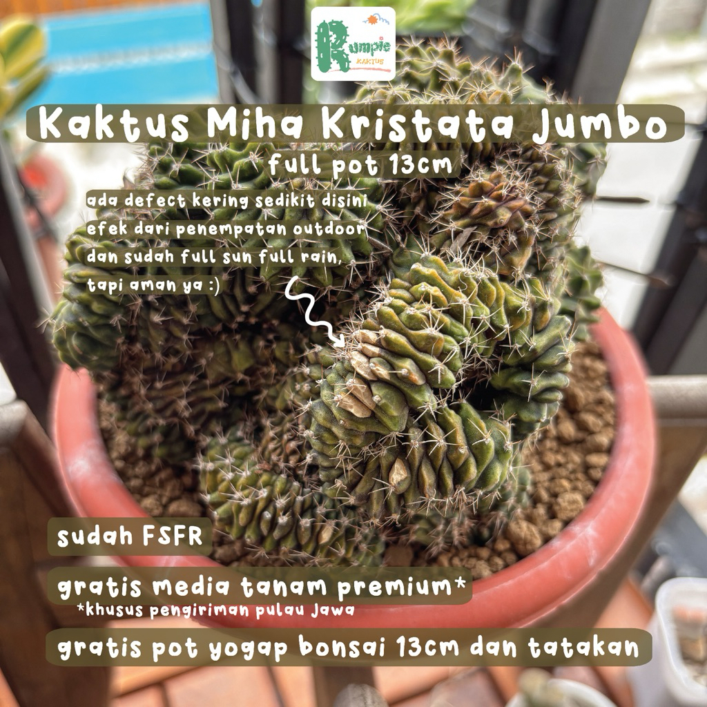 Kaktus Gymno Mihanovichii Kristata Jumbo Tanaman Hias Tanaman Hidup