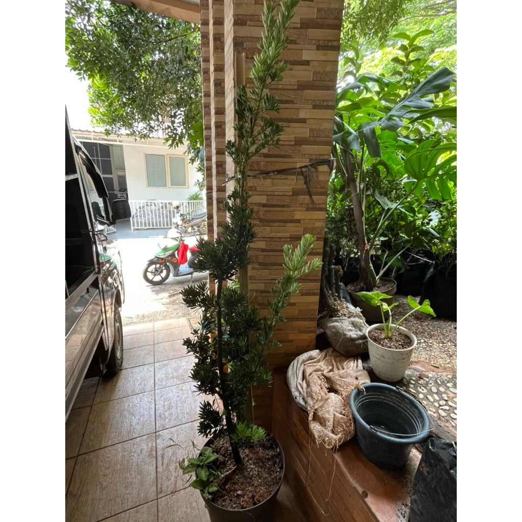 tanaman lohansung cincuan original | bahan bonsai lohansung taiwan | tanaman bonsai lohansung cincua