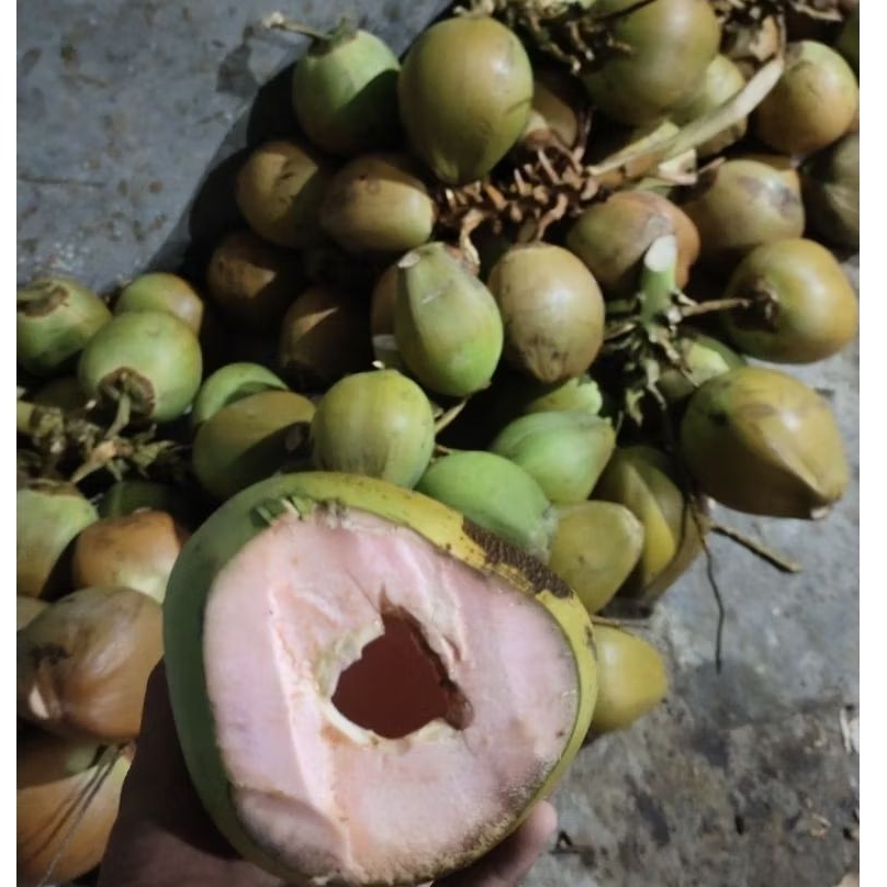 Degan/kelapa muda obat Wulung dll 1 pcs