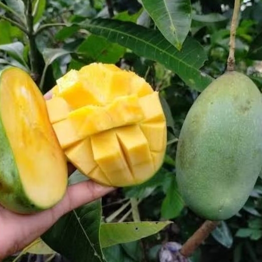 BIBIT MANGGA MANALAGI MANIS GENJAH