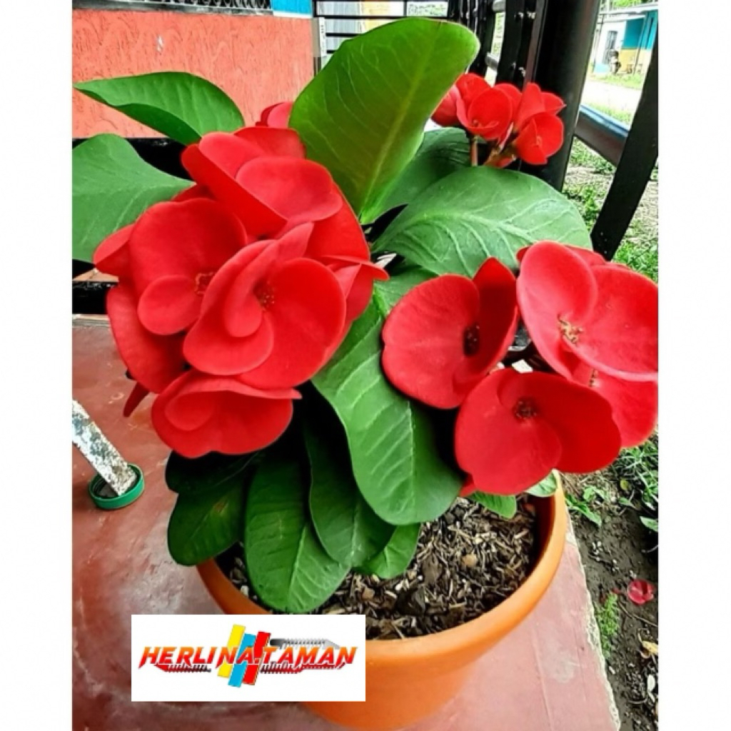 tanaman hias euforbia - bunga euforbia merah - eforbia