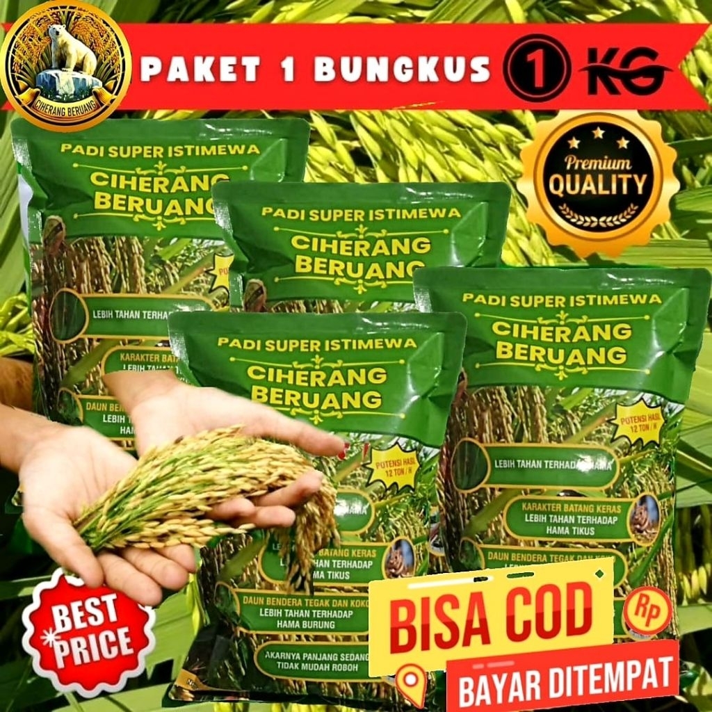 (1KG)Benih Padi CIHERANG BERUANG PREMIUM