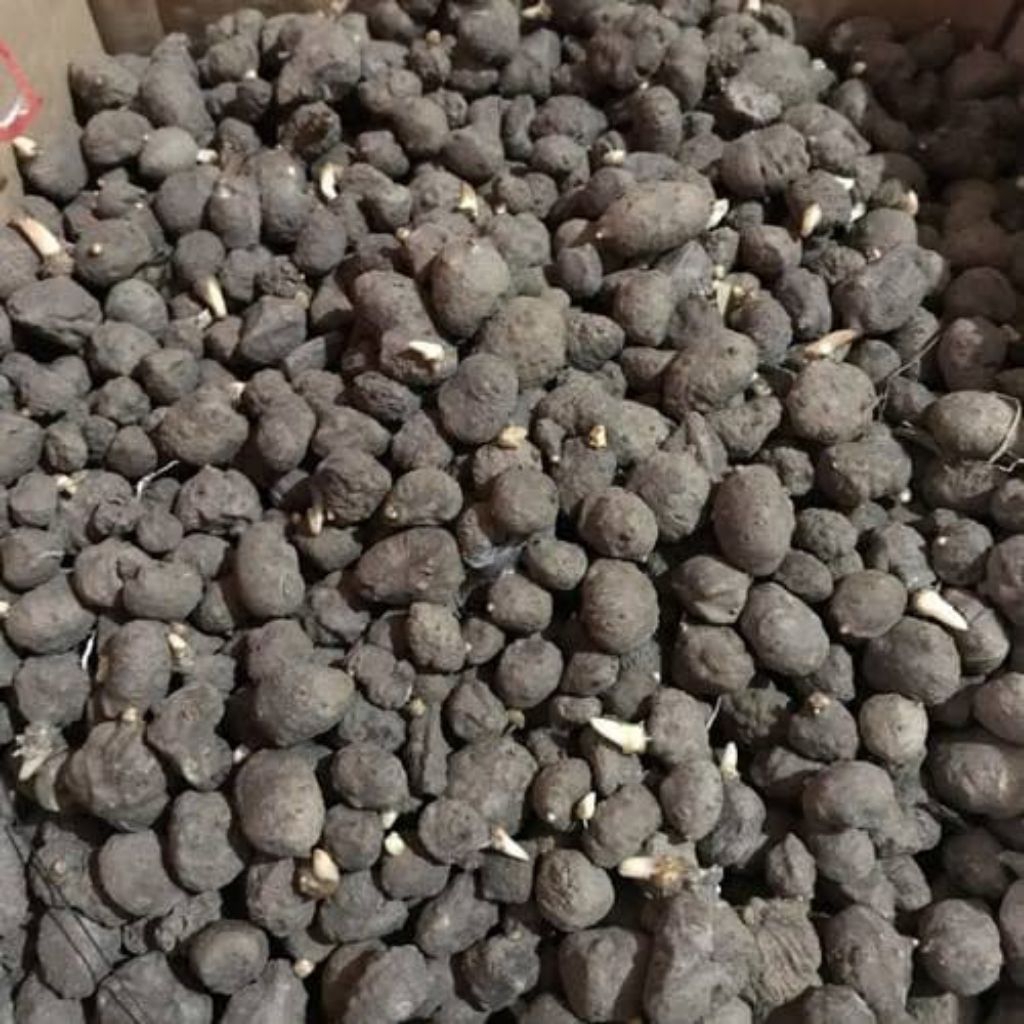 PromoPROMO SPESIAL Bibit Katak Porang Super Unggul 100 biji  Siap Tanam | 100% Dorman & Anti Jamur