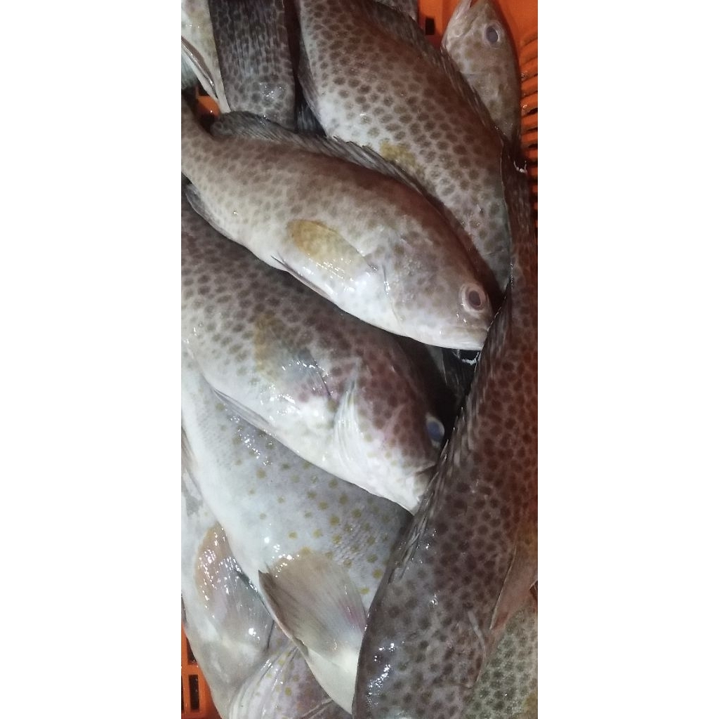 ikan kerapu macan super