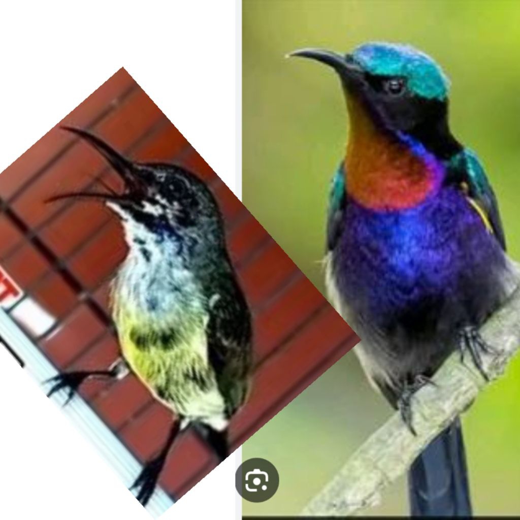 KING KONIN TROTOL & METALIK