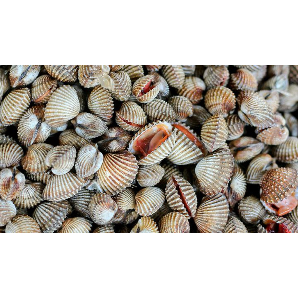 Kerang Dara Segar / Kerang Dara / Seafood / Kota Bandung / Dari Pasar Induk Langsung