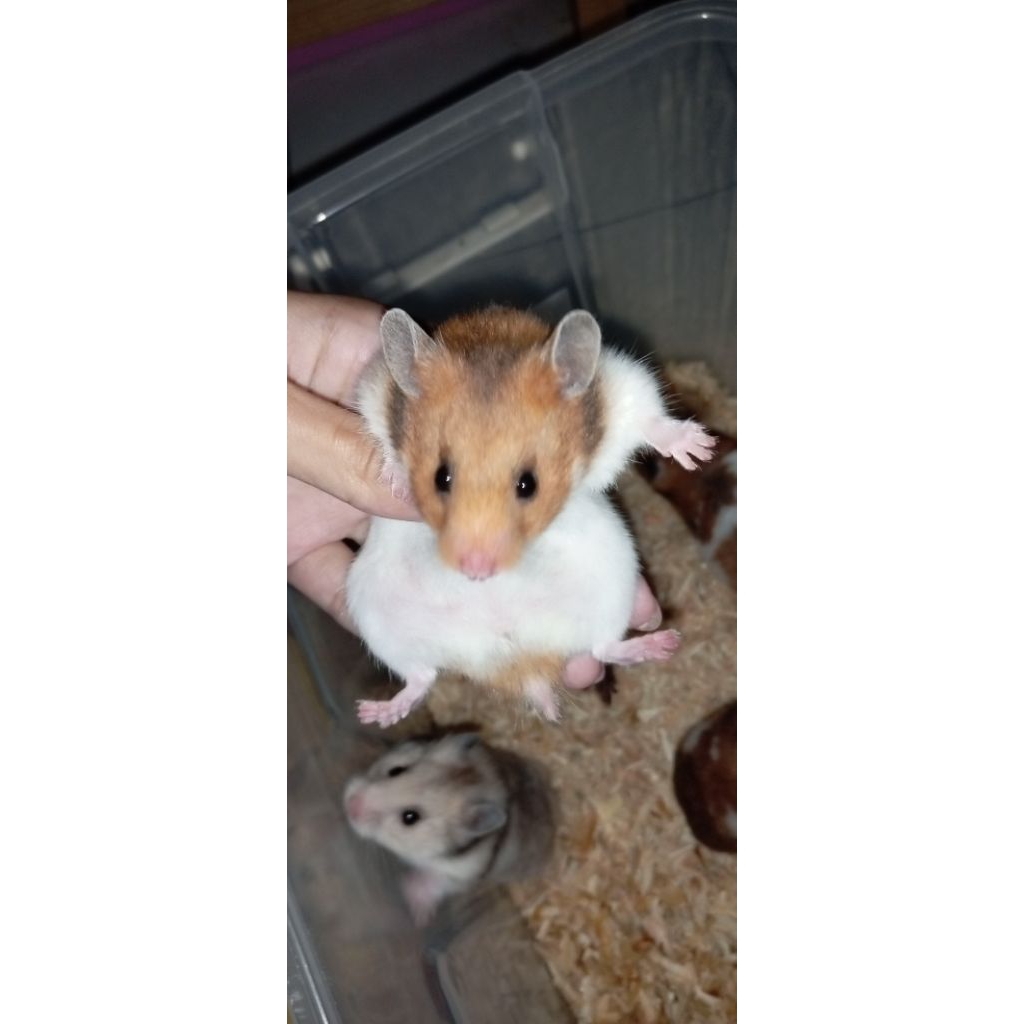 box dan hamster syrian short hair