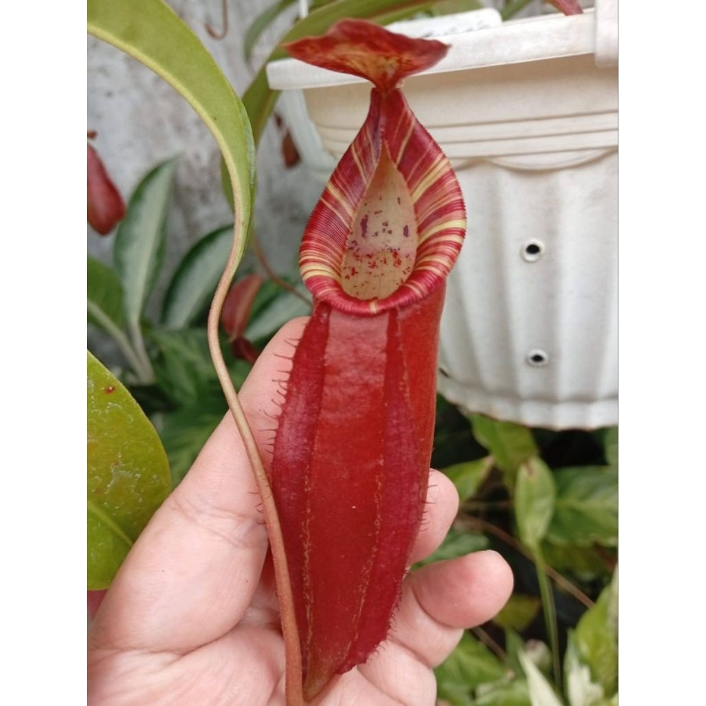 Nepenthes (TRxGRxGA) X (Mirab x Veitchii bario)