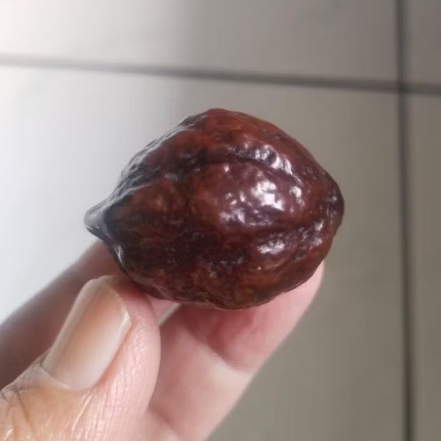 Kemiri Adu Muncang Adu Jalim Gurame Pasangan Mewah Size Besar