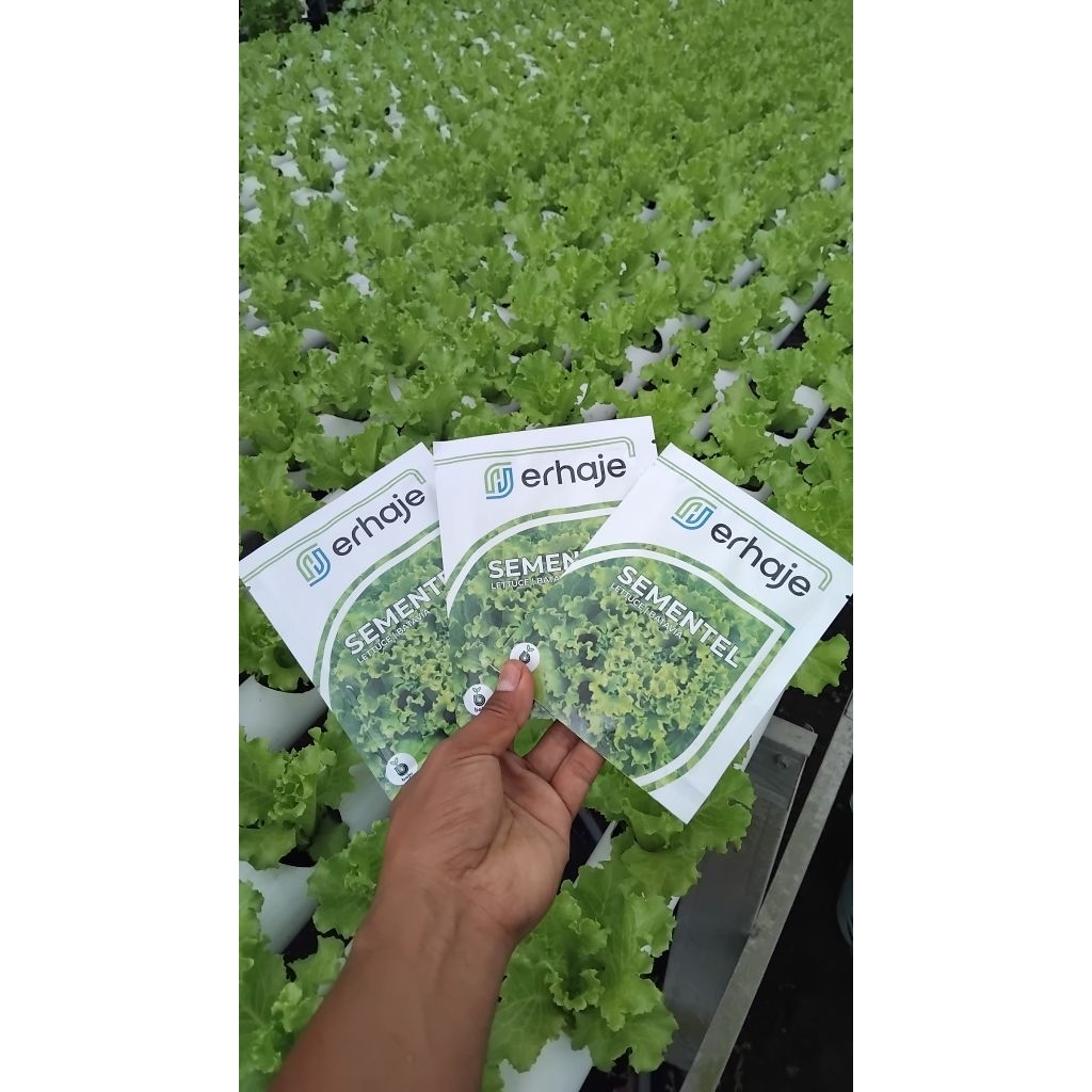 BENIH SEMENTEL BEJO SEED