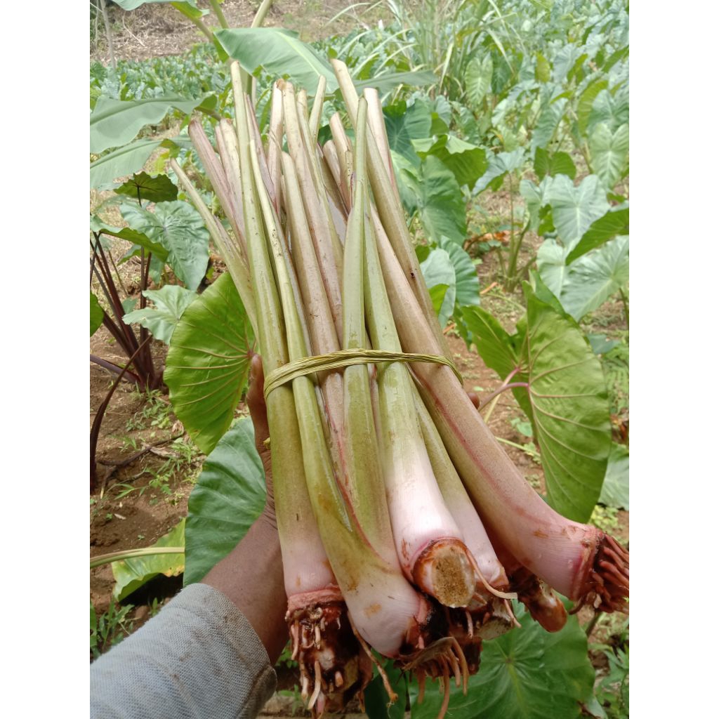 Batang Pohon Talas Bogor 10 Batang Talas Sayur Kari Segar