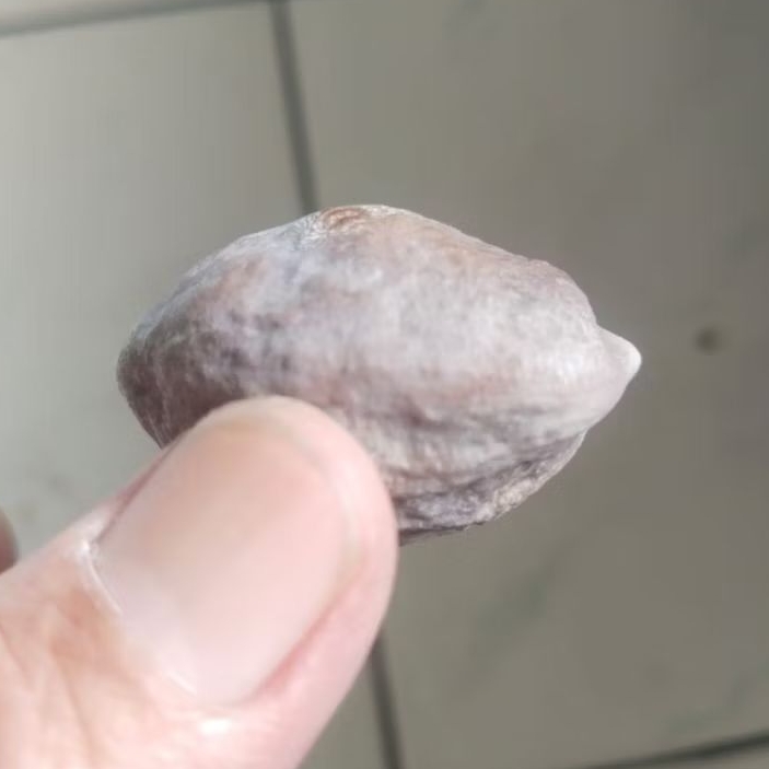 Kemiri Adu Muncang Adu Pedang ZT Ori Tua Jatuhan