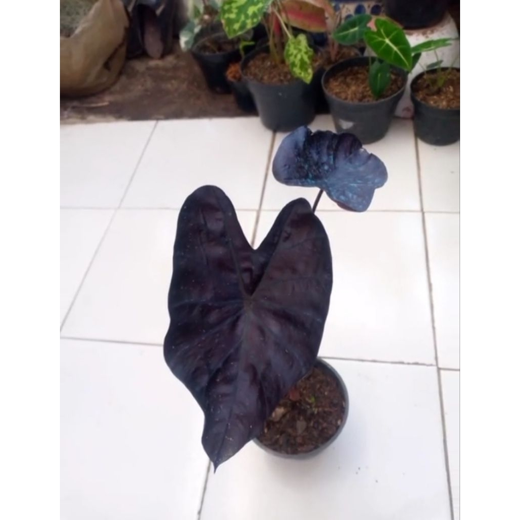 Colocasia Black Coral