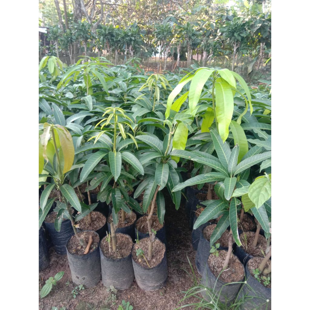 Bibit Mangga thailand ( KIOJAY )