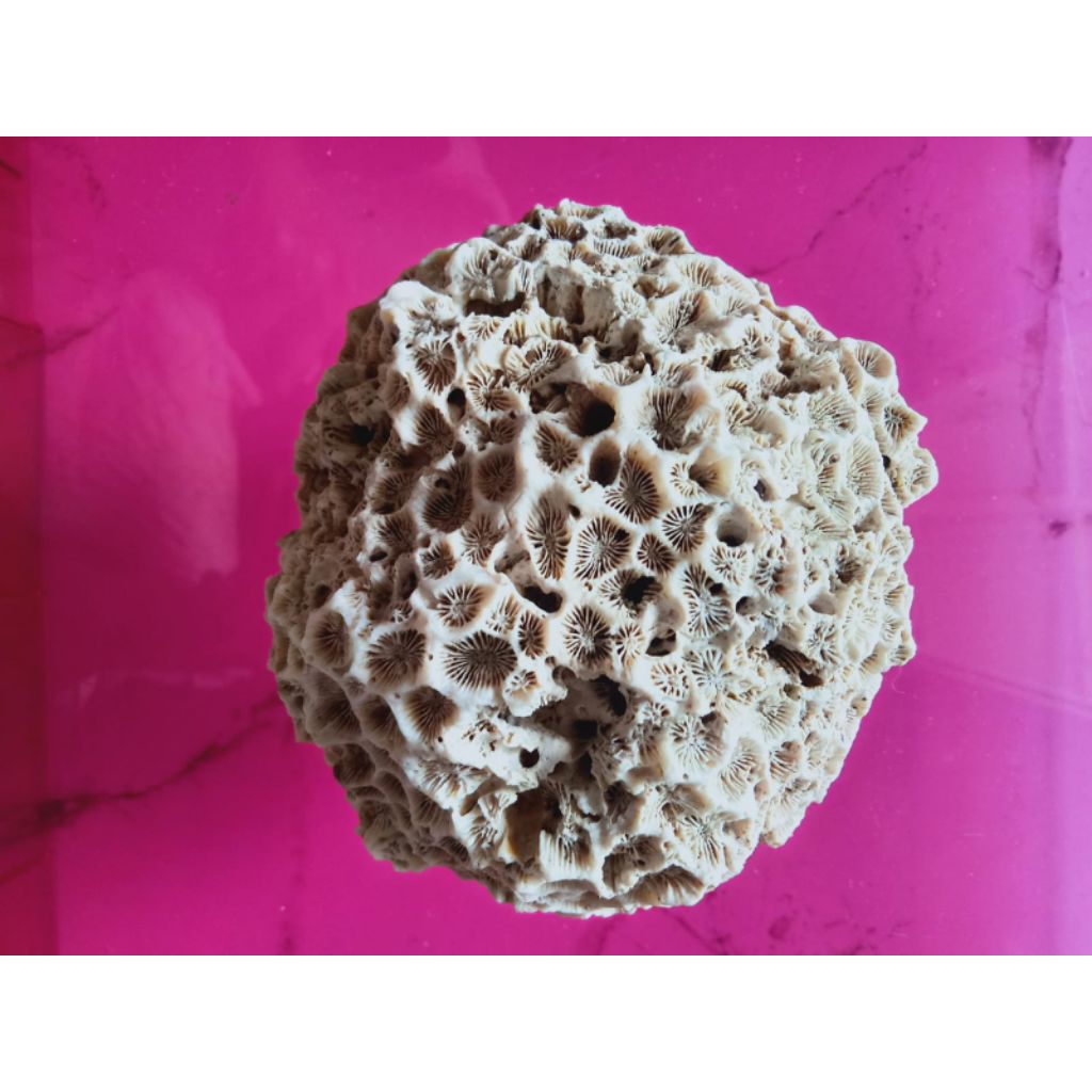 cangkang kerang mutiara langka