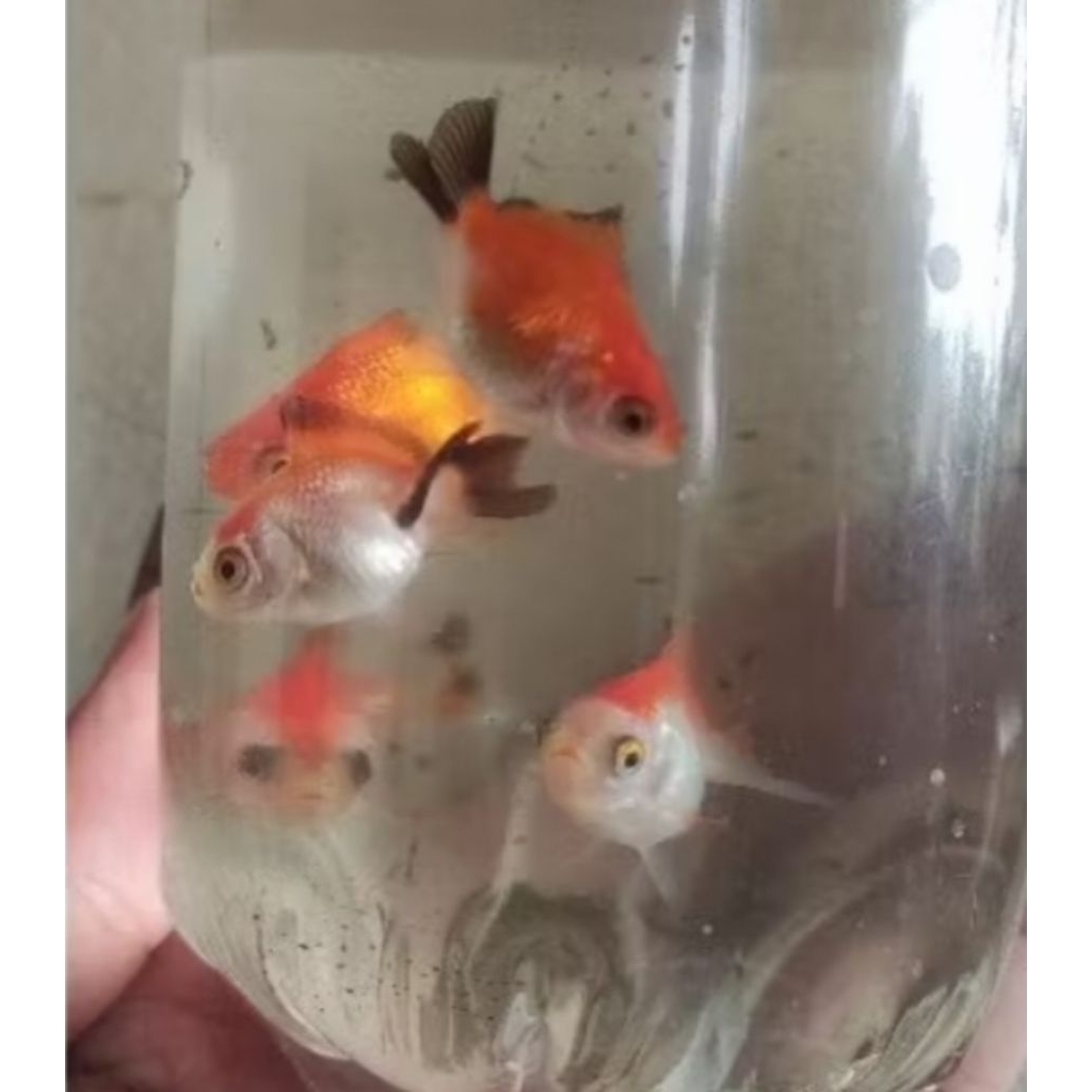 Ikan Hias Mas Koki Oranda / Tricolor / Panda Goldfish Baby