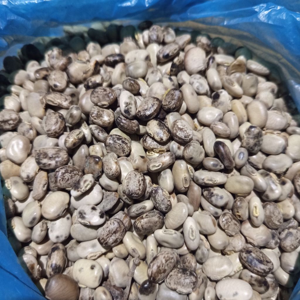Kacang Koro Benguk Blirik Mentah 1Kg