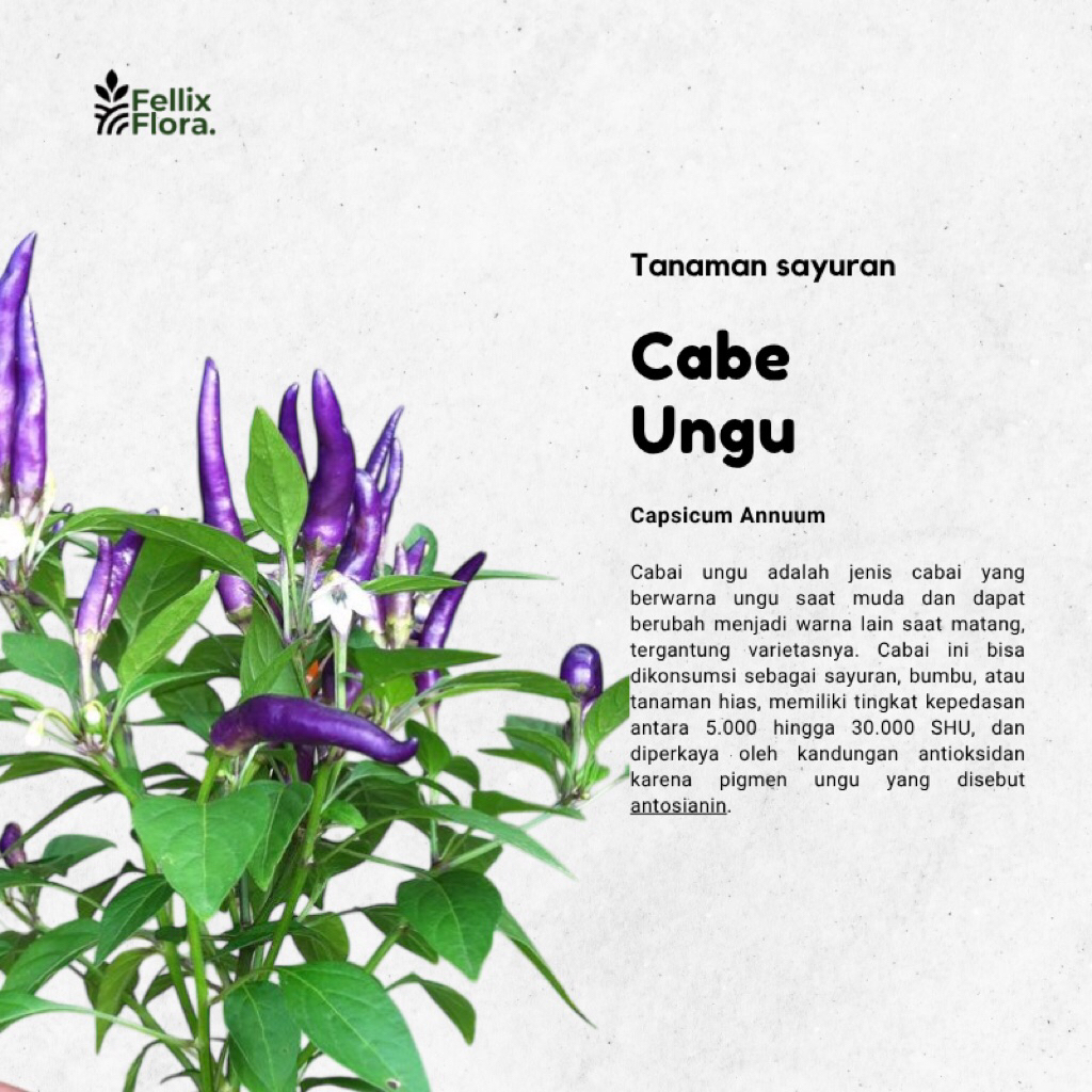 Bibit Tanaman Cabai Rawit Ungu / Cabe ungu / Lombok Ungu( Sudah Berbunga / Berbuah )