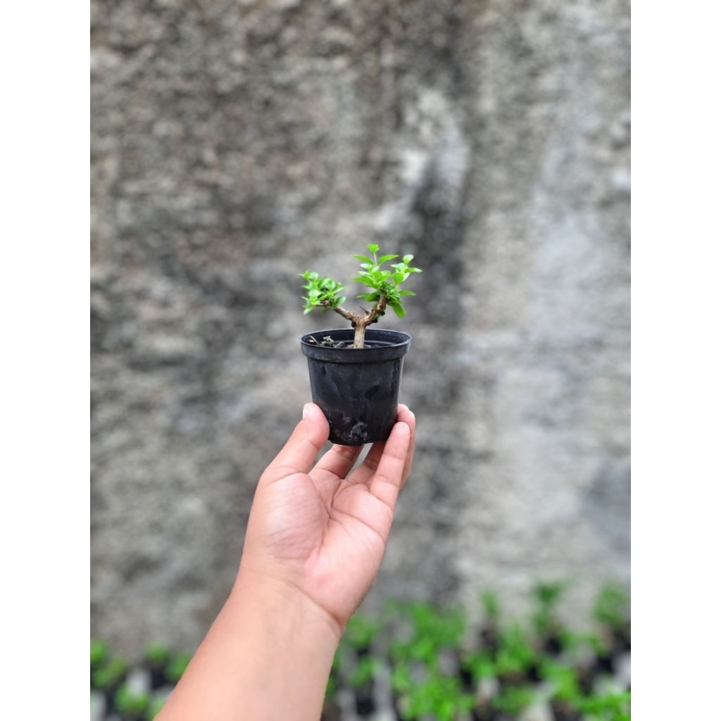 Bonsai Sancang Mini Mame Shito 10cm Pot Plastik.