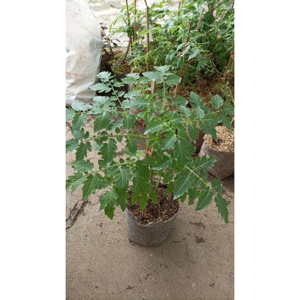 tanaman tomat Cherry merah (merah)
