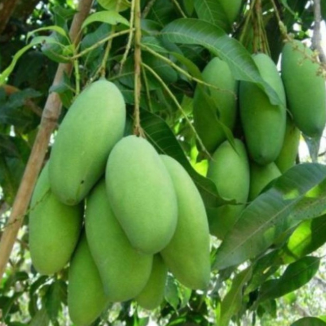 entres mangga chokanan / pucuk tunas mangga chokanan