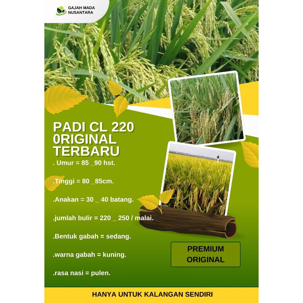 Bibit Benih Padi CL 220 ORIGINAL Kemasan 5 Kg