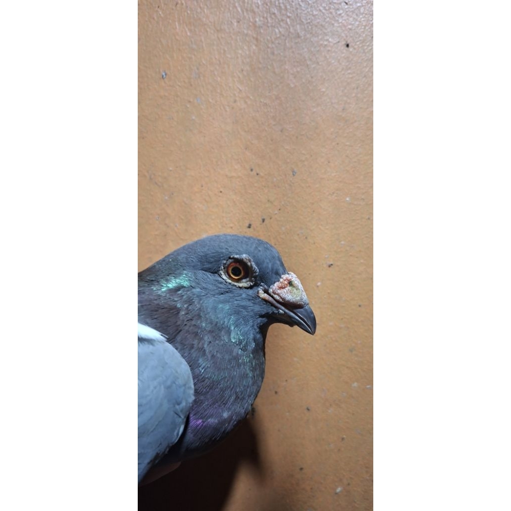 merpati pos jadul jantan megan