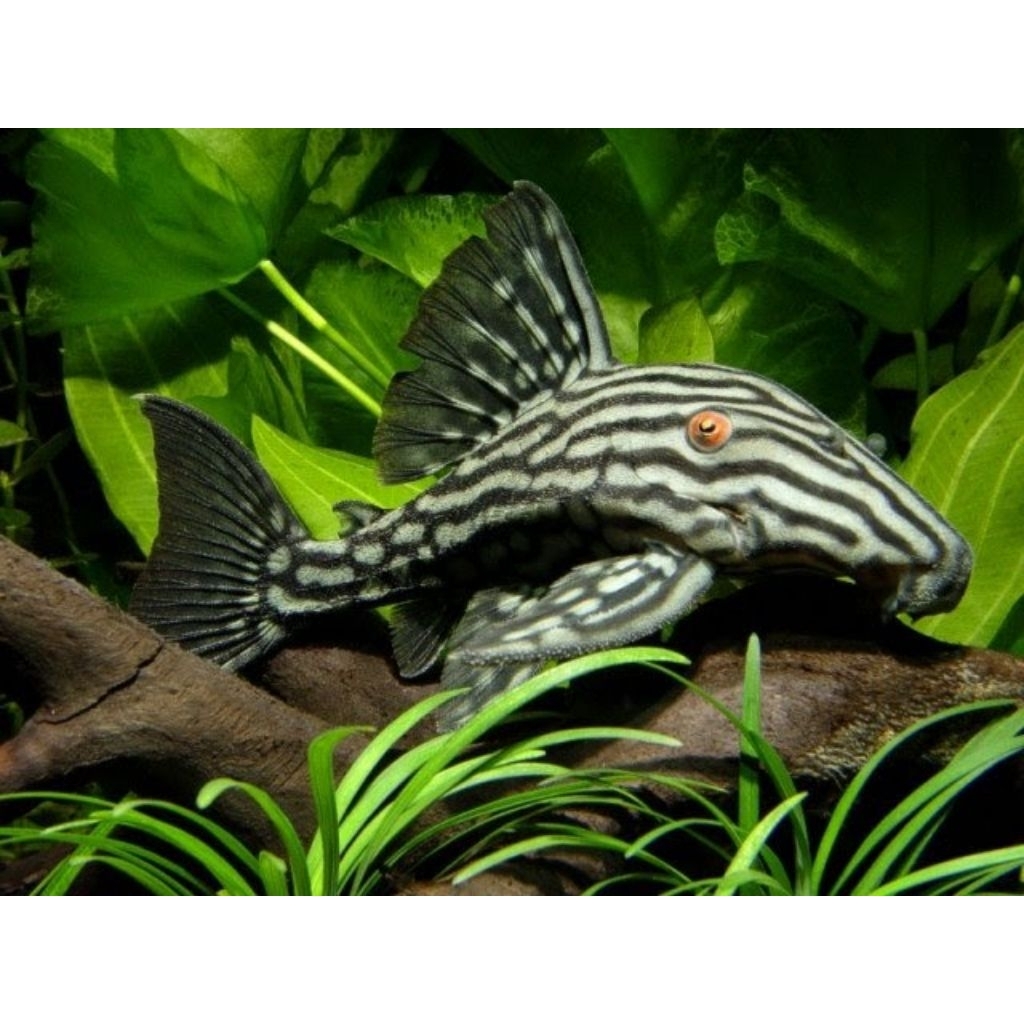 Ikan sapu-sapu pleco L190 royal panaque