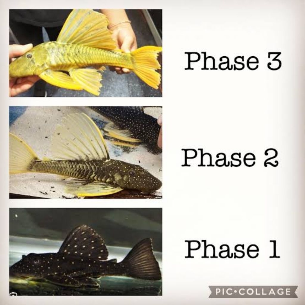 Ikan sapu-sapu pleco luteus golden sailfin