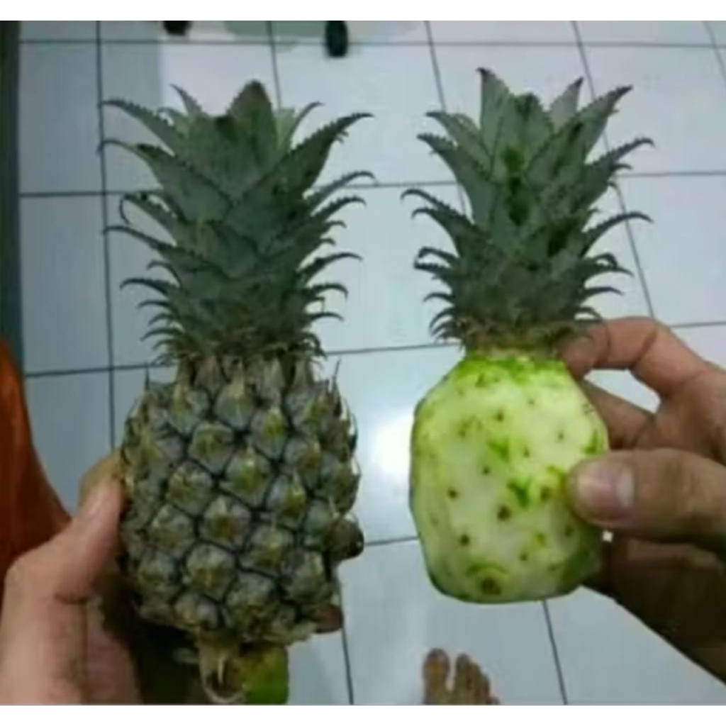 Nanas muda segar belum kupas