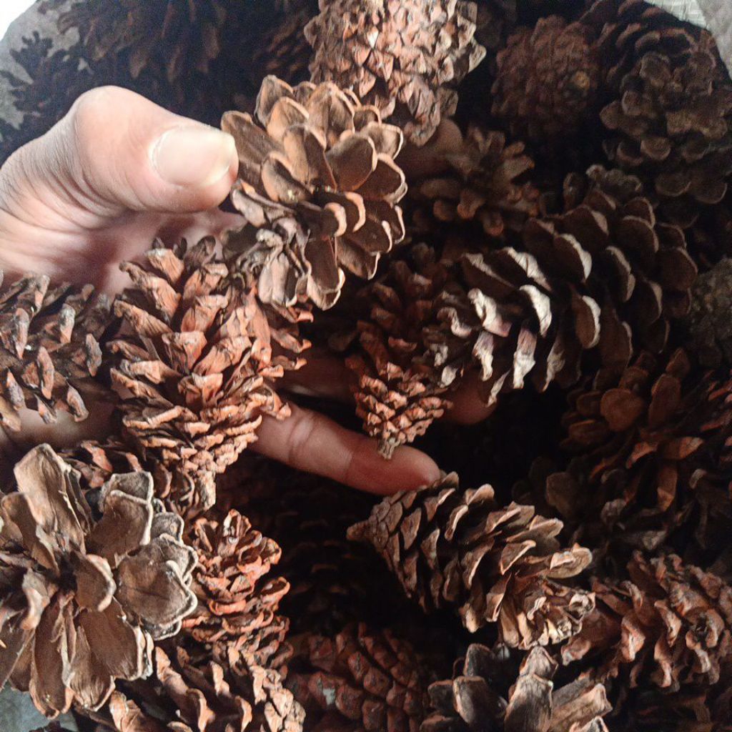 bunga pinus 1kg 75 biji lebih