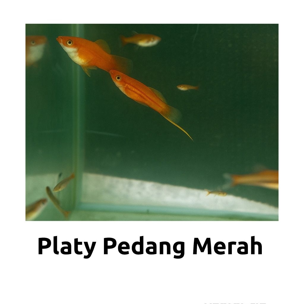hiasan aquarium ikan hias platy pedang merah sepasang(jantan&betina) aquascape