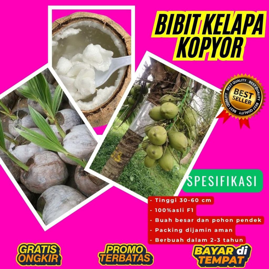 100 % ASLI  Pohon Kelapa Kopyor, Pohon Kelapa Kopyor Asli, Pohon Kelapa Kopyor Bersertifikat