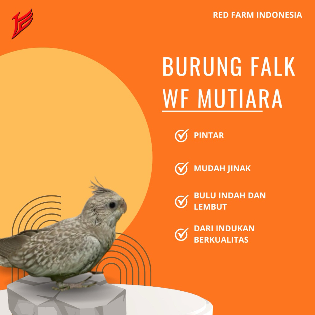 [AKSESORIS] Falk WF Mutiara (Parkit Australia)