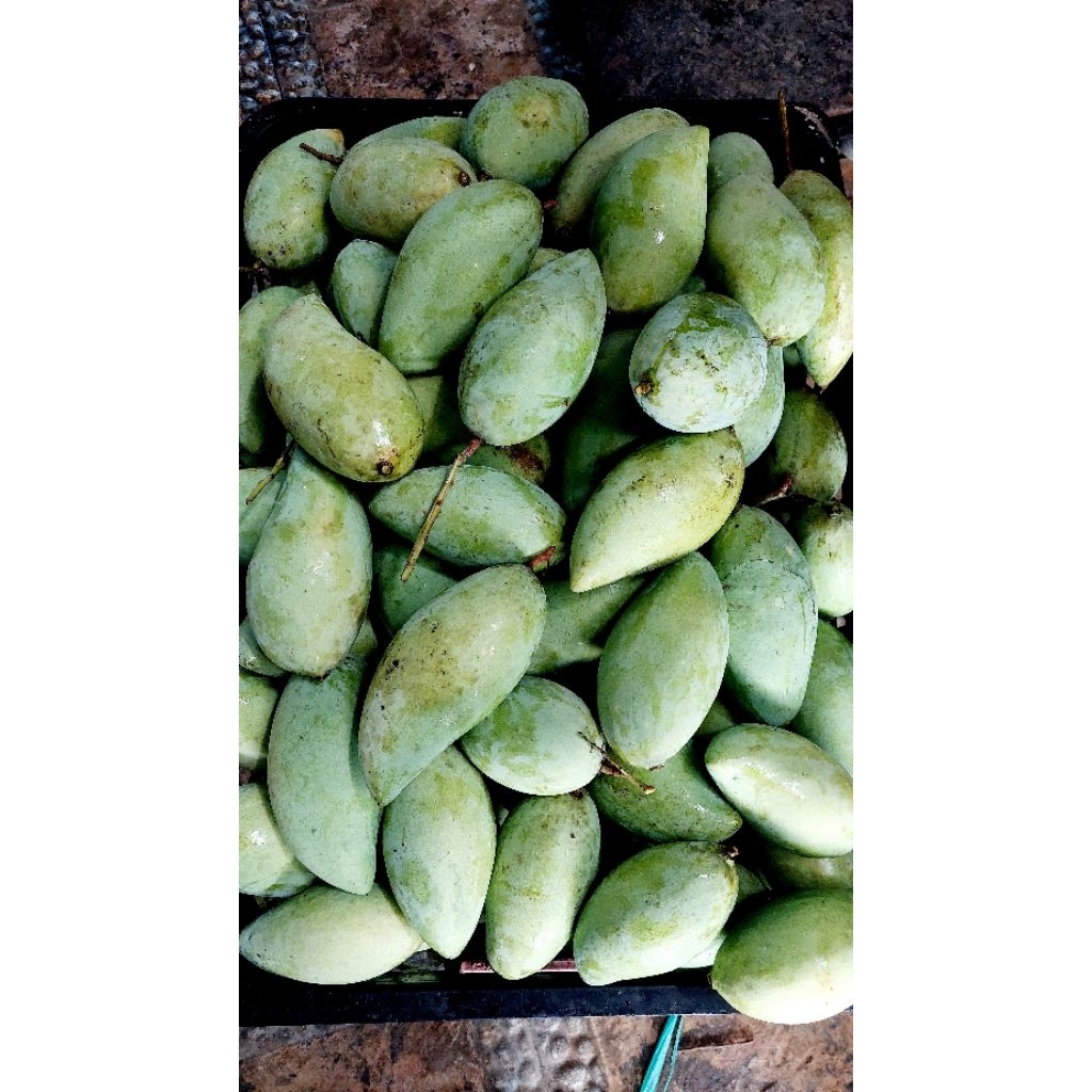 5kg mangga golek madu