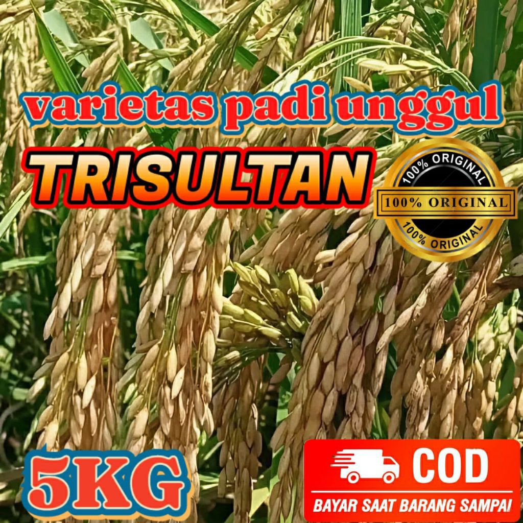 Bibit benih padi TRI SULTAN berbobot terlaris kemasan 5kg