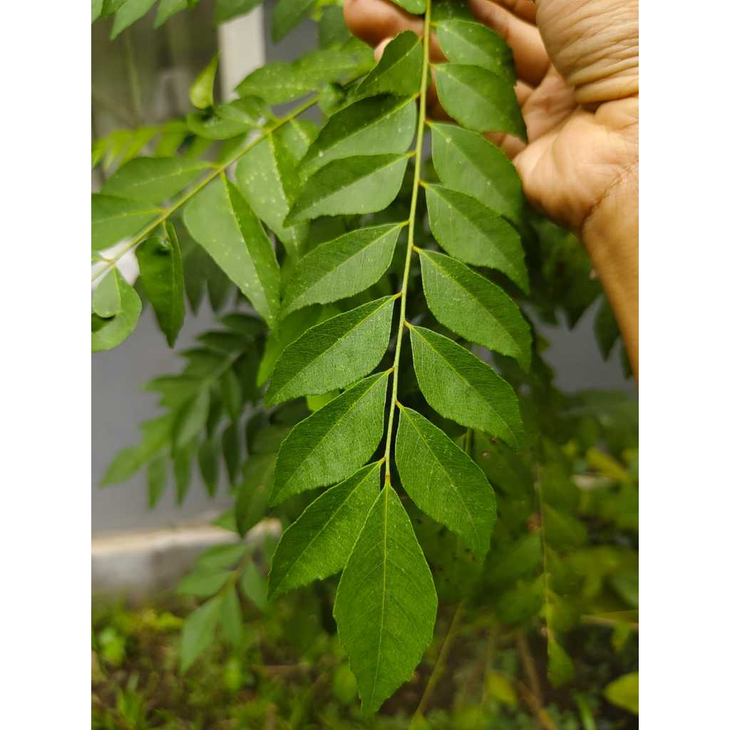 daun kari segar, daun kari dipetik langsung dari pohon, daun kari organik